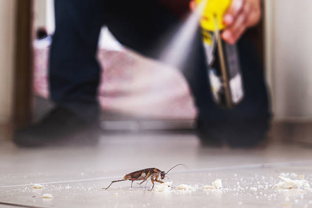 Best Affordable Pest Control Services  in Brackettville, TX